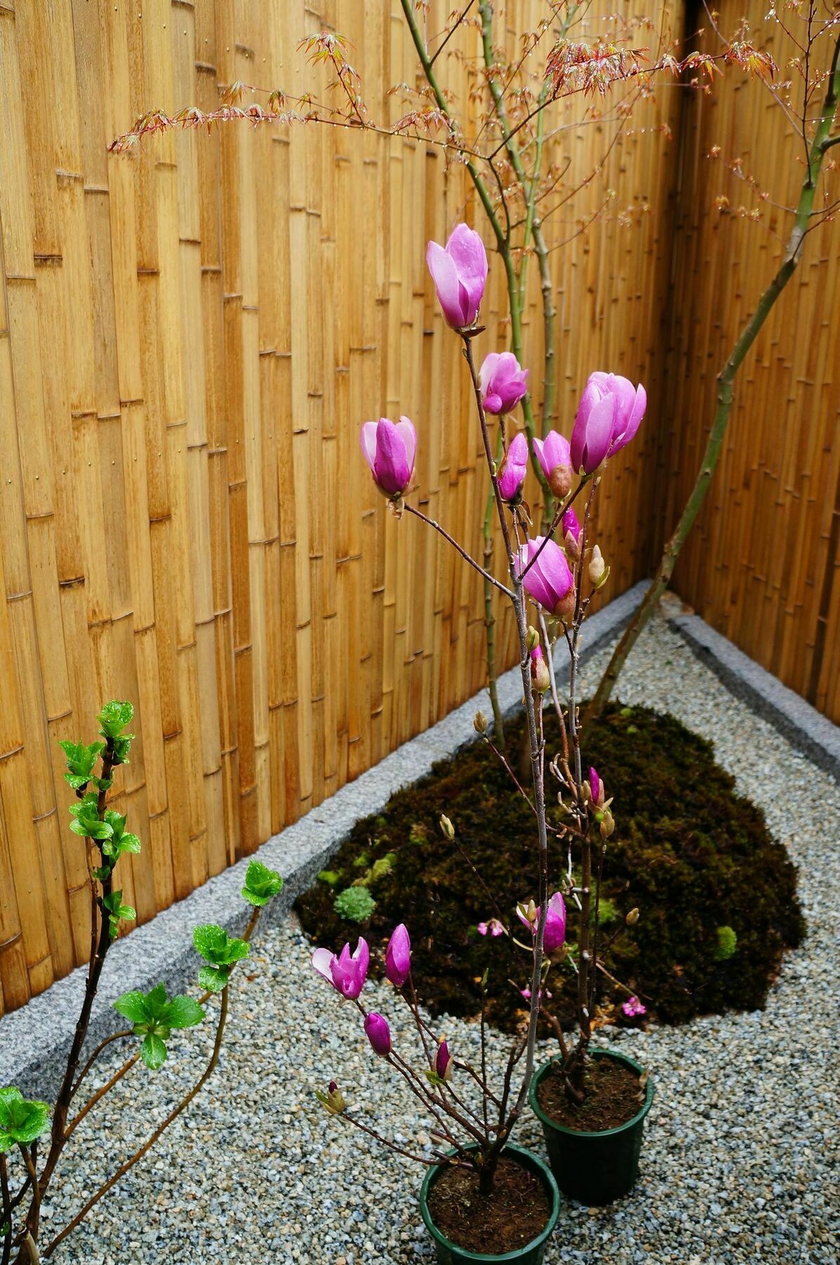 Casa vacanze Mulan Kyōto